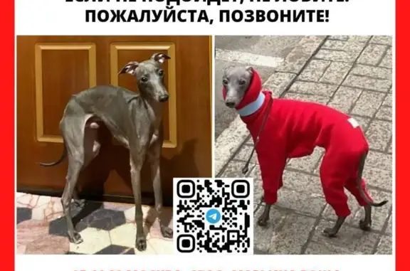 Пропала собака ЛЕВРЕТКА Сальви в Москве, ул. Анненская, 17 с1