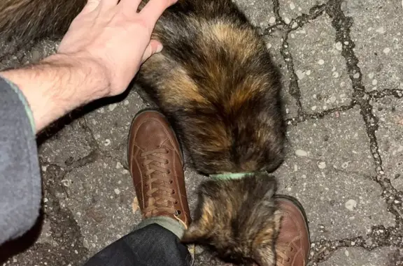 Найдена кошка в Калининграде, Советский проспект 23