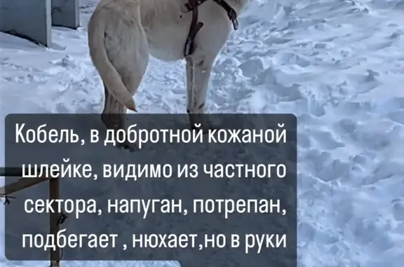 Найдена собака на Тихоокеанской ул., 188, Хабаровск