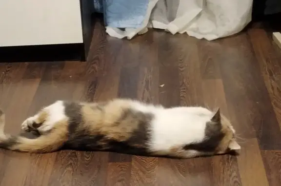 Кошки потеряшки, Санкт-Петербург, фото: Потеряшка трёхцветная кошка, Подвойского, 35 к1, СПб