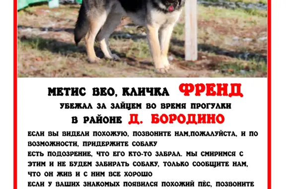 Пропала собака в Новоалександровском поселении
