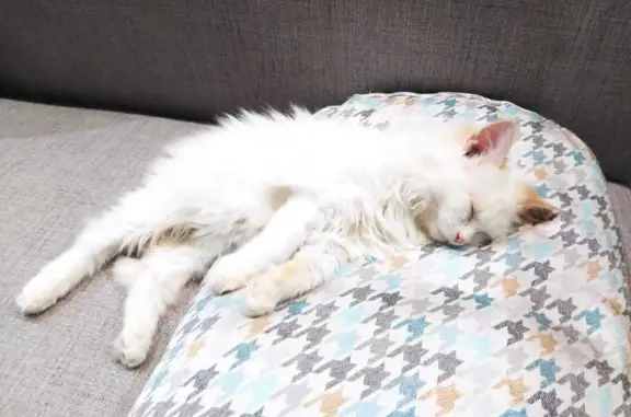 Найдена кошка Оскар в Богашево, ищет дом🏡