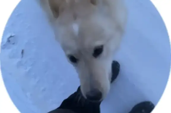 Пропала собака щенок в Якутске