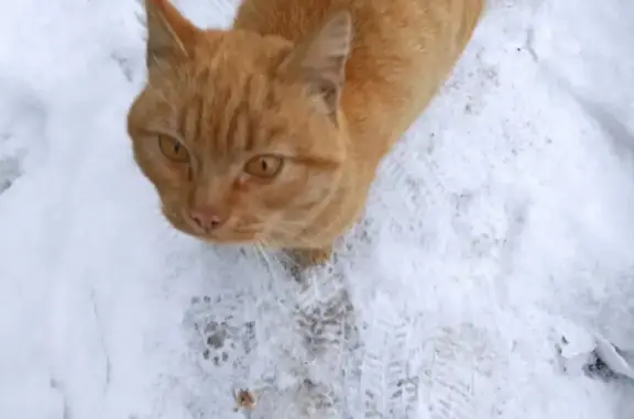 Найден рыжий кот, ищем хозяина! (Ленинск-Кузнецкий, Кемеровская обл.)