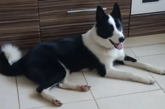 Пропала собака: русско-европейская лайка, украдена в районе Дямны, Москва