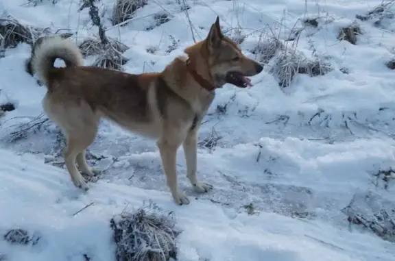 Пропала собака Кабель в Республике Карелия