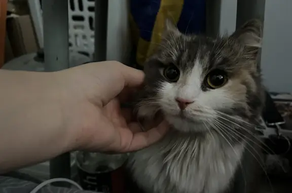Найдена кошка на Советской ул., Ноябрьск