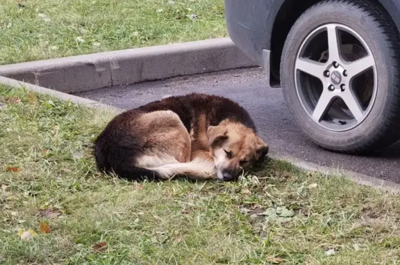 Собака в опасности! Помощь нужна! 🆘🐶 Москва, ул. Федосьино