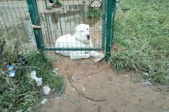 Найдена собака, Ленинградское шоссе, Химки