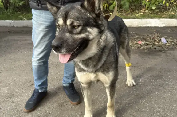 Пропала собака, ул. Клименко, Новокузнецк