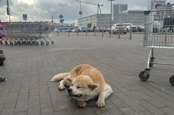 Собака Акита найдена у магазина Глобус, Котельники