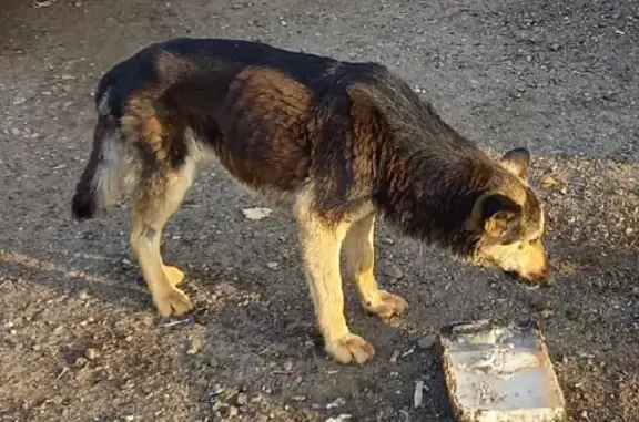 Пропала собака по имени Нюша на Автозаводской улице, Ижевск