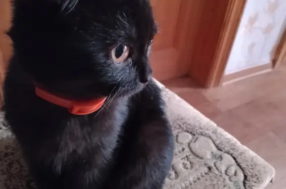 Пропала кошка: Чёрный кот, ошейник, пролетарская ул. 73