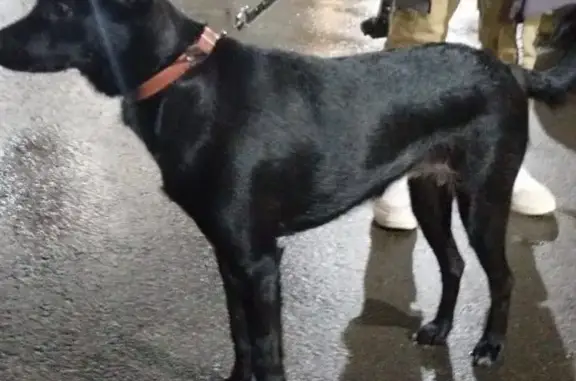 Найдена собака на Павелецком вокзале