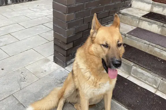 Найдена собака: пр-т Куприна, 34 к1, пос. Сосенское