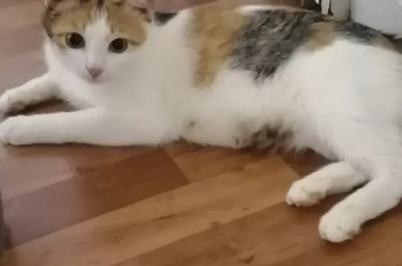 Найдена кошка, Волгоград, фото: Найдена беременная кошка, ищем хозяина. Волгоград, пр-т Ленина.