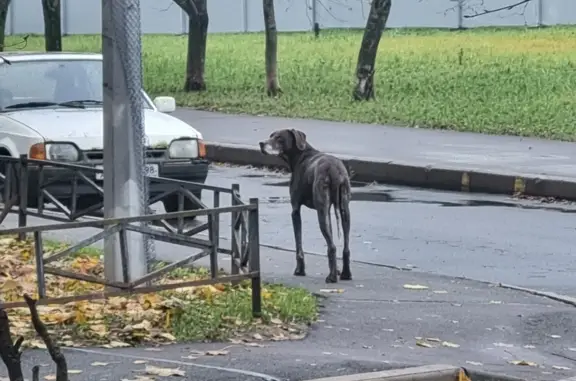 Найдена собака на Камышовой ул., 56 к1, СПб