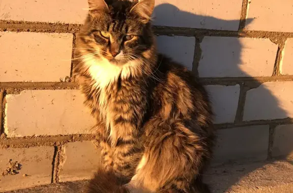 Найдена кошка с лейкозом, нужна помощь! Адрес: ул. Валовая, 28, Сергиев Посад