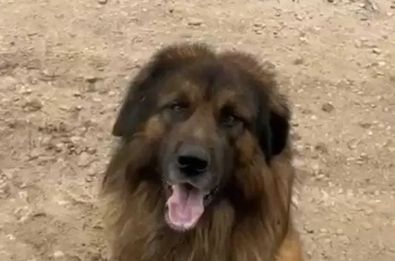 Найдена собака, Тульская область