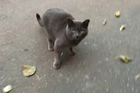 Найдена кошка, Санкт-Петербург
