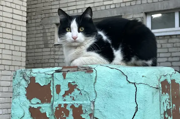 Найдена кошка на Крымской, ищет хозяина (Саратов)