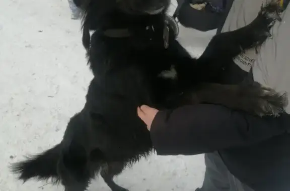 Найдена собака, Томск