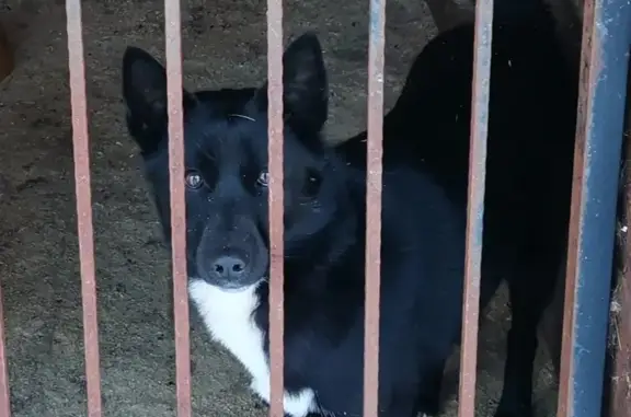 Пропала собака Лайка в Ивановской области
