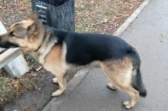 Найдена собака, Магнитогорск