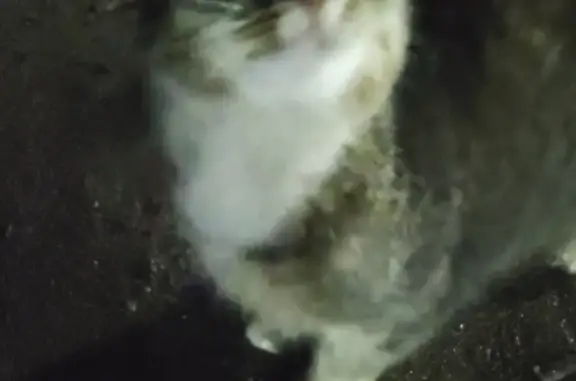Найдена кошка на Железнодорожной ул., 11 к1, Медведево