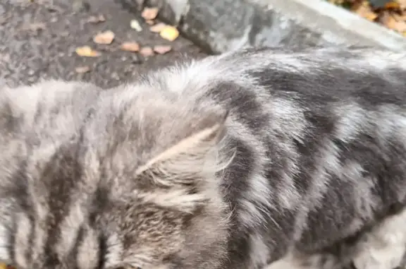 Найдена кошка, Казань