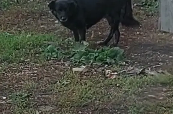 Пропала заводская собака в Уфе: помогите найти!