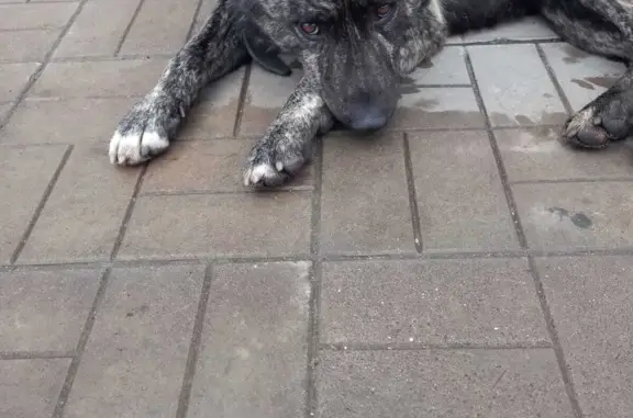 Собака прибилась на АЗС в Жестылево, Московская область
