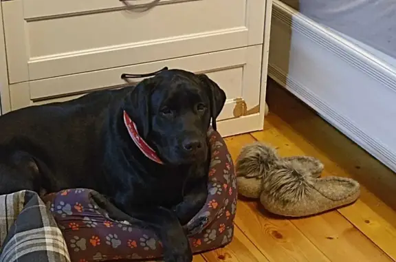 Собаки потеряшки, , фото: Потеряшка собака Мотя, Чисмена, ул. Комсомольская