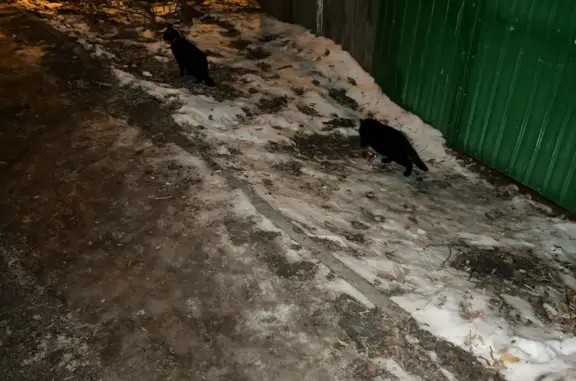 Найдены черные кошки с ошейниками в Тюмени