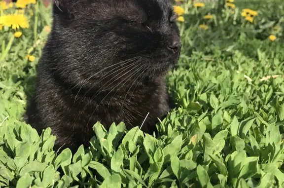 Пропала кошка Чёрный кот, остановка ботанический сад