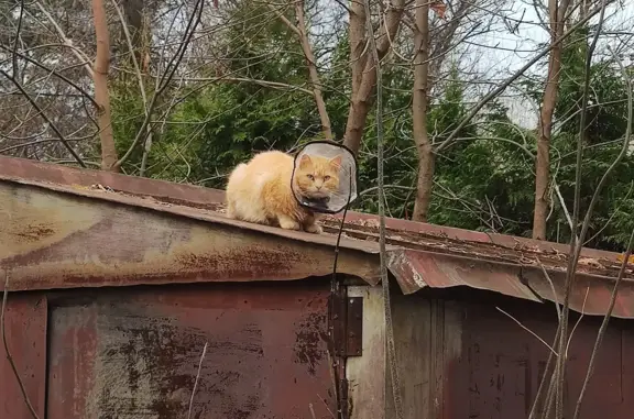 Потерянный кот с воротом на Гоголевской ул.