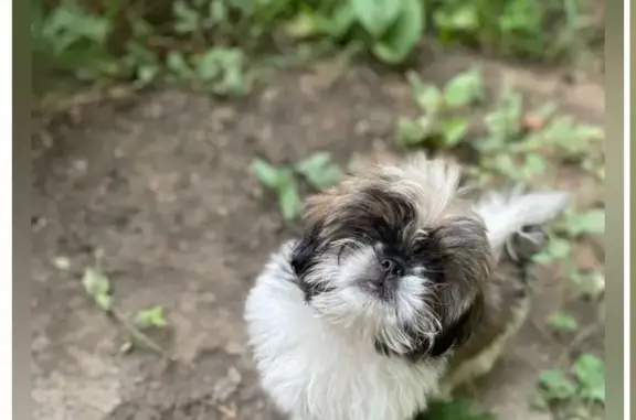 Собаки потеряшки, Нижний Новгород, фото: Потеряшка собака Бонди, ул. Чаадаева, 29, Нижний Новгород