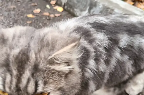 Найдена кошка на ул. Дементьева, 1, Казань