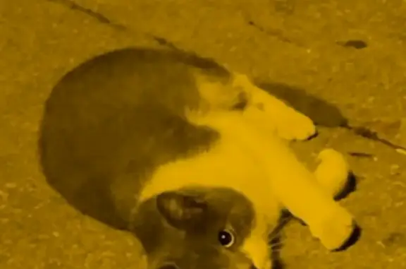 Пропала кошка на Красноармейской улице, Брянск