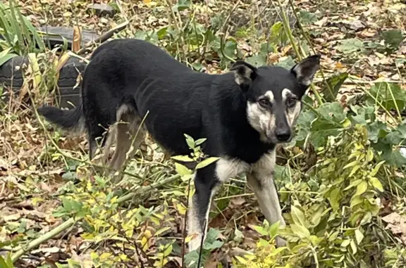 Найдена собака в парке Перовском, Москва