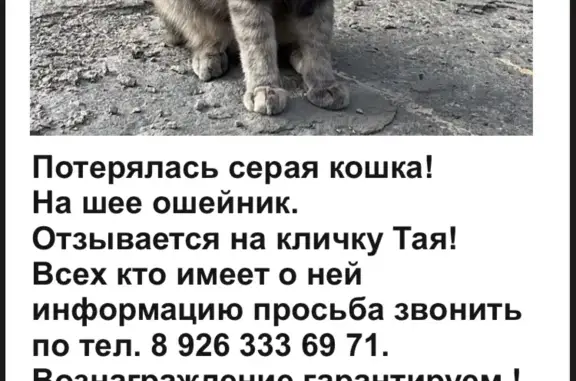 Пропала кошка 3-й проезд Подбельского, Москва