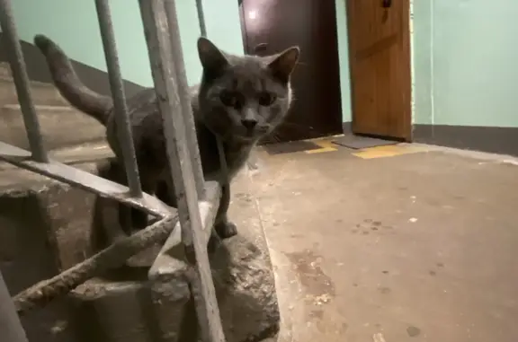 Найдена кошка на Аэродромной ул., СПб
