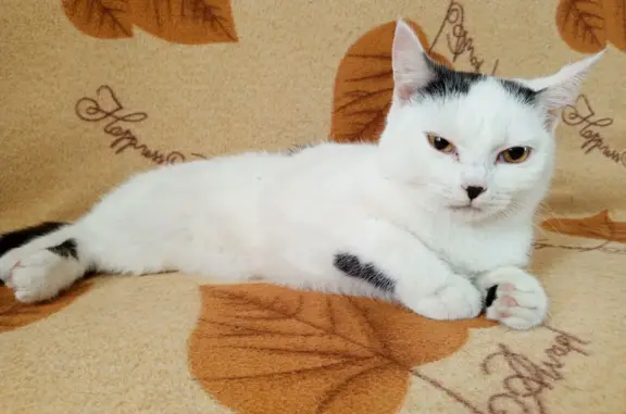 Найден кот Белый с черным носом и серыми пятнами (фото), нужна помощь, ул. Ярославского, 384