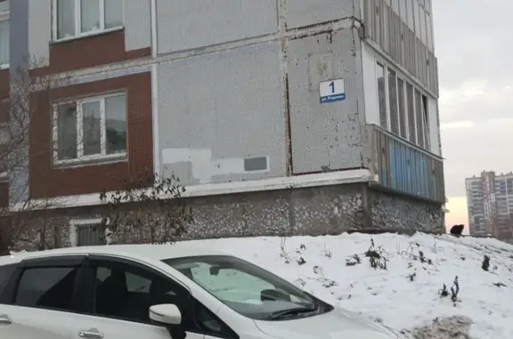 Найдена кошка с улицы Родники, 1, Новосибирск