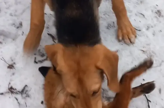 Собаки потеряшки, Рыкань, фото: Потеряшка собака русской гончей на Молодёжной улице