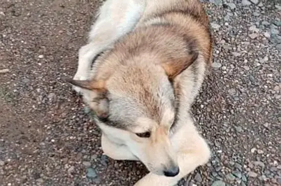 Пропала собака лайка, 2 года, Кемерово