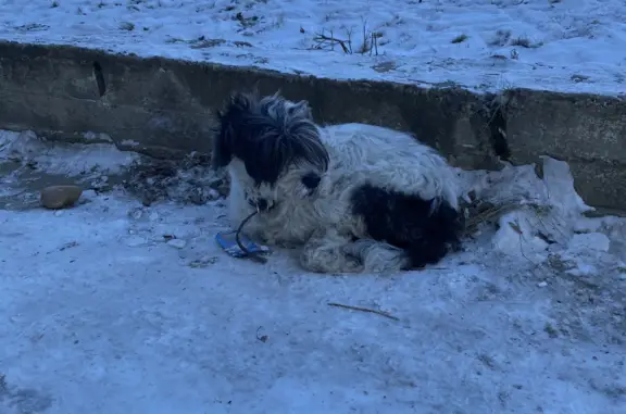 Собака в ошейнике на ул. Татьяны Качаевой, Канск