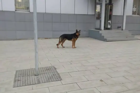 Найдена собака в Южнопортовом районе, ищем хозяина