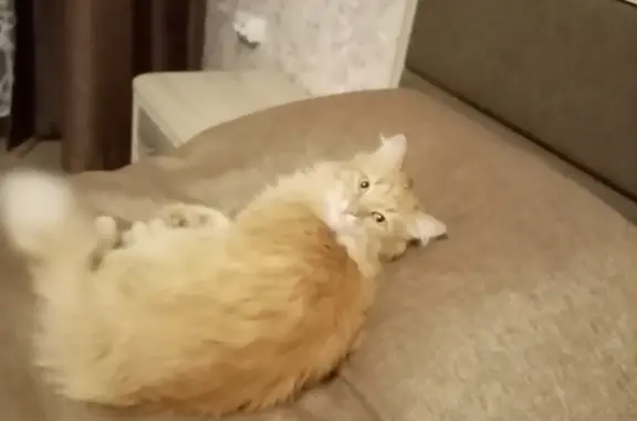 Пропал рыжий кот, Донское, Тамбовская область