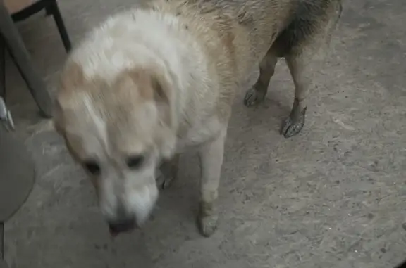 Найдена собака Алабай сука: Садовая ул., 127, Южно-Сахалинск